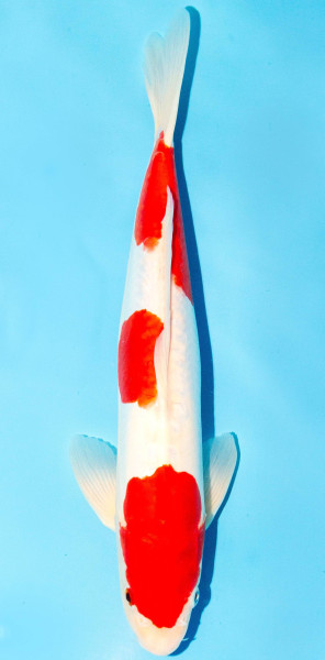 Koi 35-40cm Nr. 1346