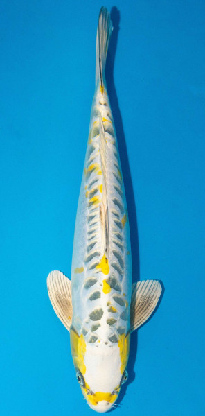Koi 45-50cm Nr. 1737