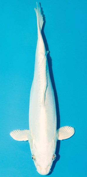 Koi 40-45cm Nr. 3455