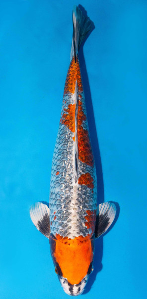 Koi 45-50cm Nr. 1714