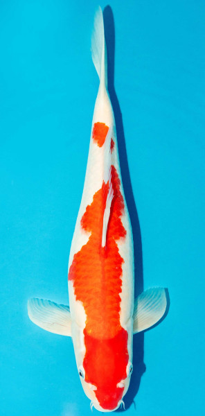 Koi 40-45cm Nr. 3941