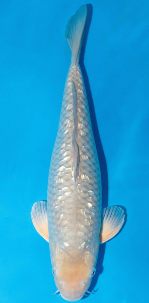 Koi 40-45cm Nr. 1595