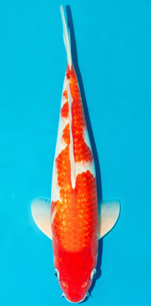 Koi 40-45cm Nr. 3907