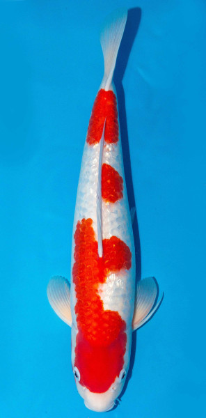 Koi 45-50cm Nr. 1705
