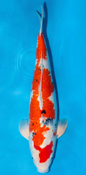 Koi 45-50cm Nr. 1717