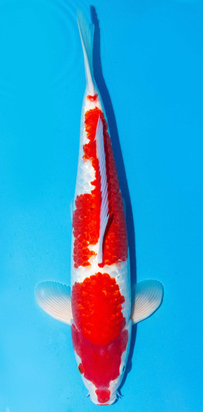Koi 40-45cm Nr. 1536