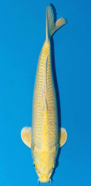 Koi 35-40cm Nr. 1392