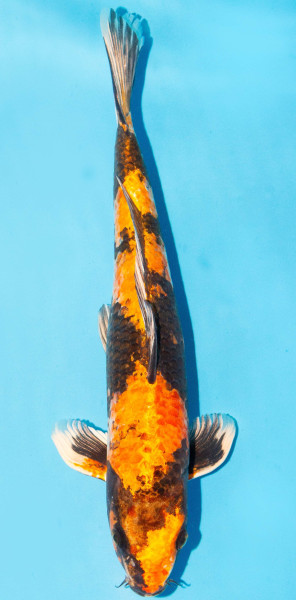 Koi 35-40cm Nr. 1318