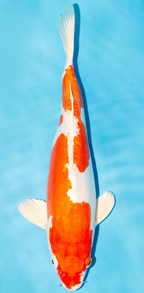 Koi 35-40cm Nr. 1324