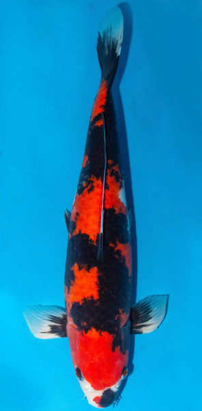 Koi 50cm Nr. 1801