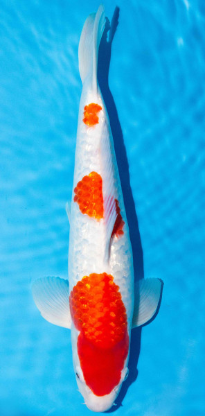 Koi 40-45cm Nr. 1501