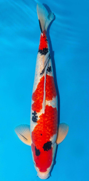 Koi 53cm Nr. 1807