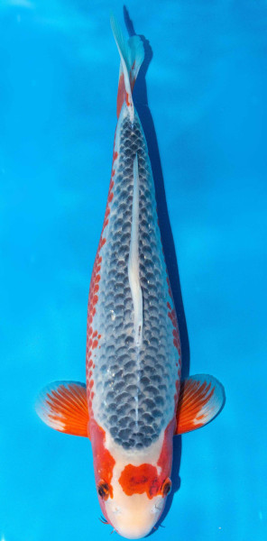 Koi 40-45cm Nr. 1564
