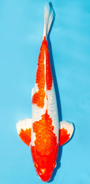 Koi 35-40cm Nr. 1328