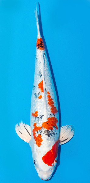 Koi 40-45cm Nr. 1607