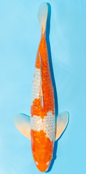 Koi 35-40cm Nr. 1326