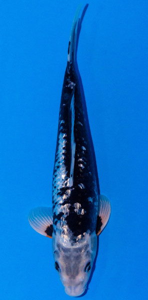 Koi 35-40cm Nr. 387